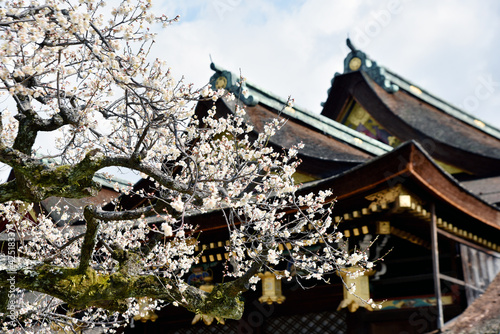 北野天満宮　楽の間と梅の花　京都市 © ogurisu