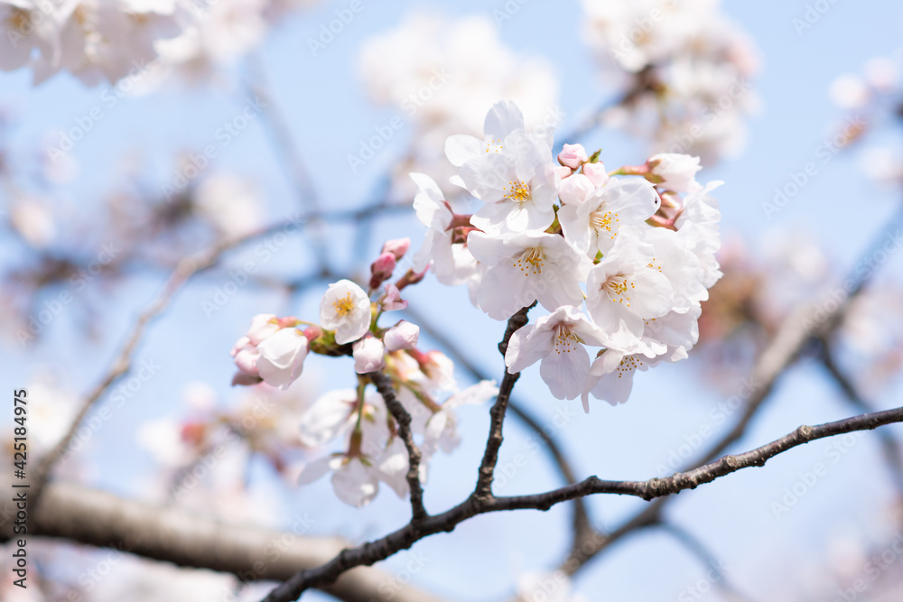 桜