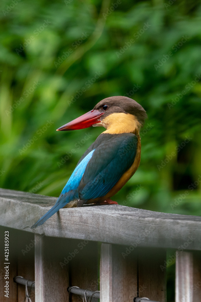 Fototapeta premium Vertical image of Stork-billed kingfisher looking bakc and perching on the wooden bridge.