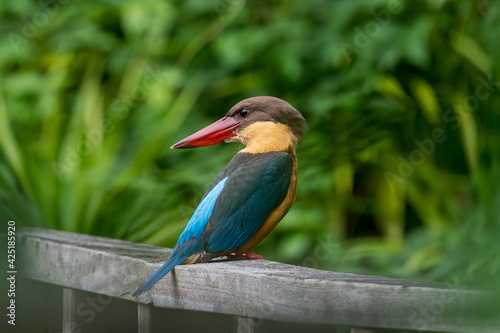 Stork-billed kingfisher looking bakc and perching on the wooden bridge.