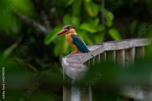 Stork-billed kingfisher perching on the wooden bridge in the forest.