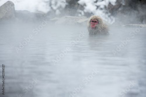 Japanese Monkey Portrait in the snow