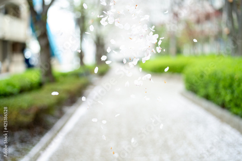 桜散る