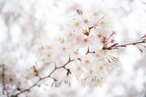 桜