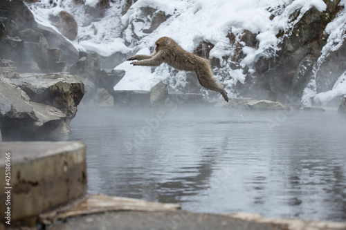 Japanese Monkey Portrait in the snow