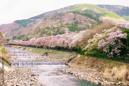 Wallpaper Mural 箱根宮城野堤の満開の桜並木 Torontodigital.ca