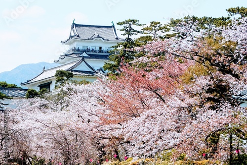 Wallpaper Mural 桜が咲き誇る小田原城址公園と小田原城天守閣 Torontodigital.ca