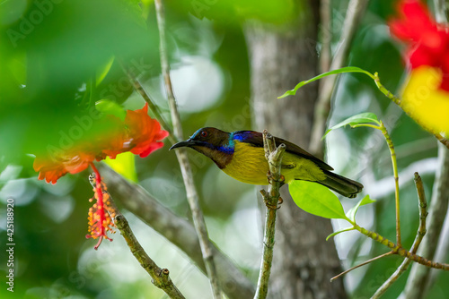 Male Brown-throated sunbird reaching out toward the Hibiscus flower.