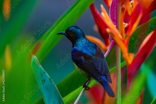 Vertical image of Male Brown-throated sunbird perching on the flower.