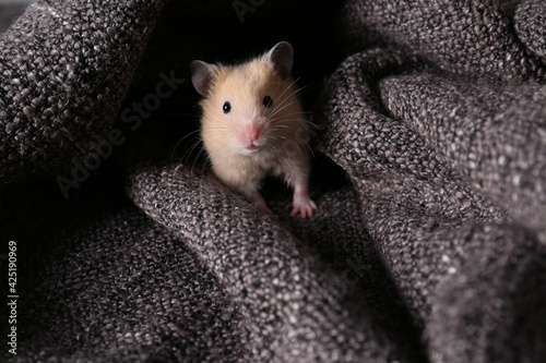 Cute little hamster on soft grey plaid
