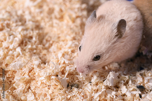 Cute little fluffy hamster on wooden shavings. Space for text