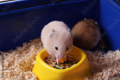 Cute little fluffy hamster eating in cage
