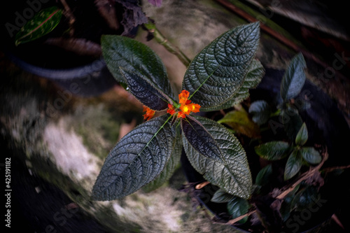  a orange flower and gree leaf 