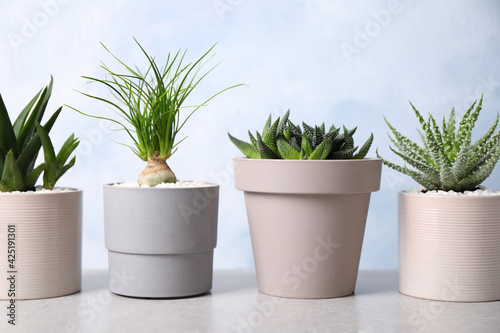 Beautiful Aloe, Haworthia and Nolina in pots on light table. Different house plants