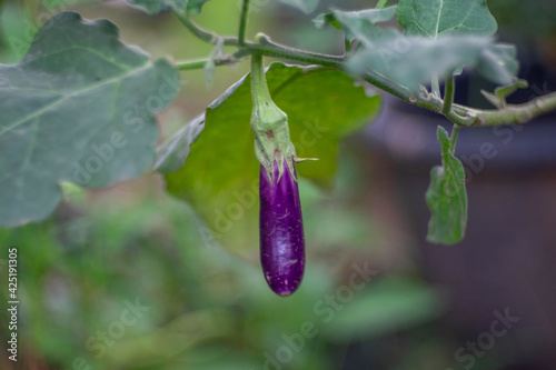 purple eggplant on a green leaf background