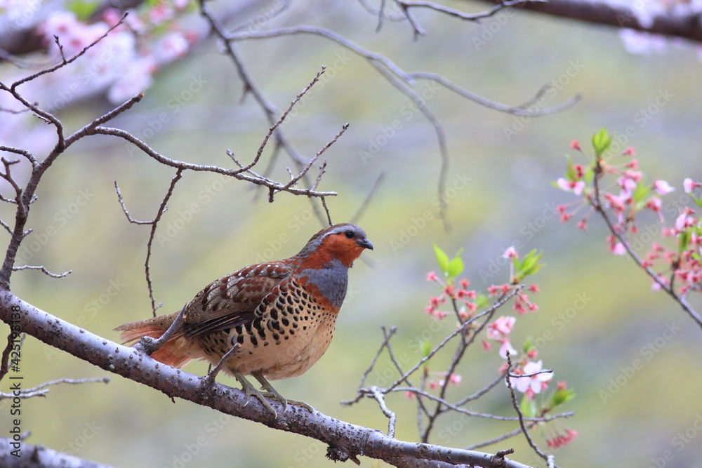 Fototapeta premium Chinese bamboo partridge (Bambusicola thoracicus thoracicus) male in Japan