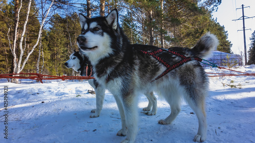 Siberian huskies are harnessed and ready to run. Black and white fluffy dogs stand on a snowy road  watching attentively. The background is a coniferous forest. Winter day.