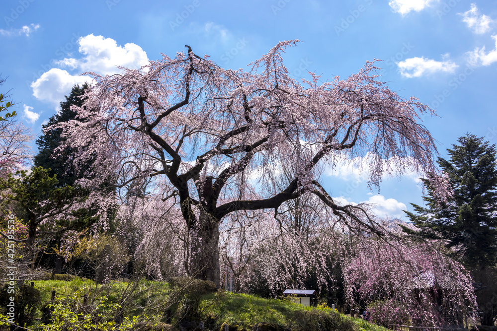 浄泉寺のしだれの桜 Stock Photo | Adobe Stock
