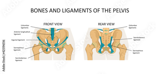 Bones and ligaments of the pelvis photo