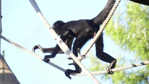 Colombian spider monkey on tree