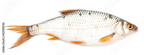 Redfin fish isolated on white background.