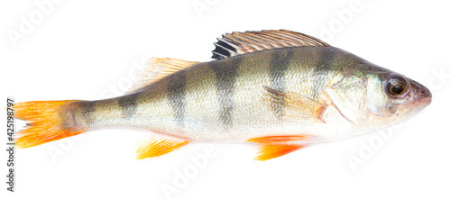 Perch fish isolated on white background.
