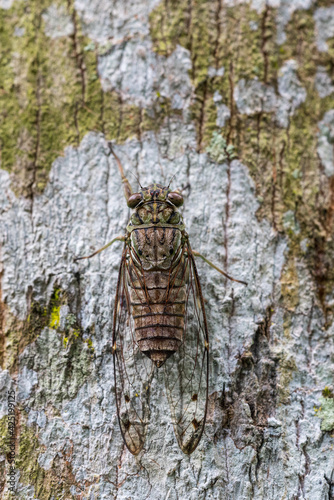 Common cicada perching on a tree trunk.