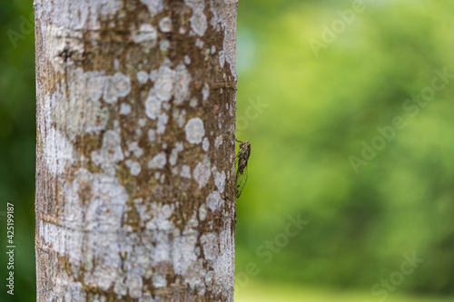 Side image of Common cicada perching on a tree trunk with green background.