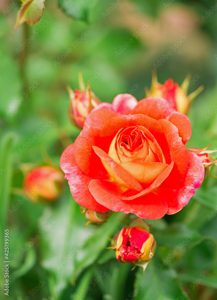 park rose-cattail grows in the garden in summer park rose-cattail grows in the garden in summer