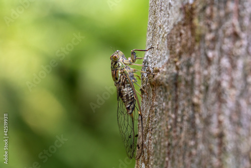 Side image of Common cicada perching on a tree trunk.