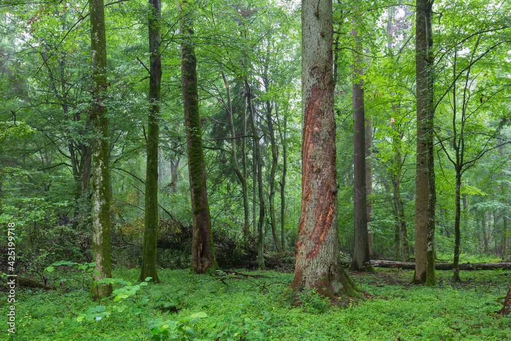 Obraz premium Natural mixed deciduous tree stand