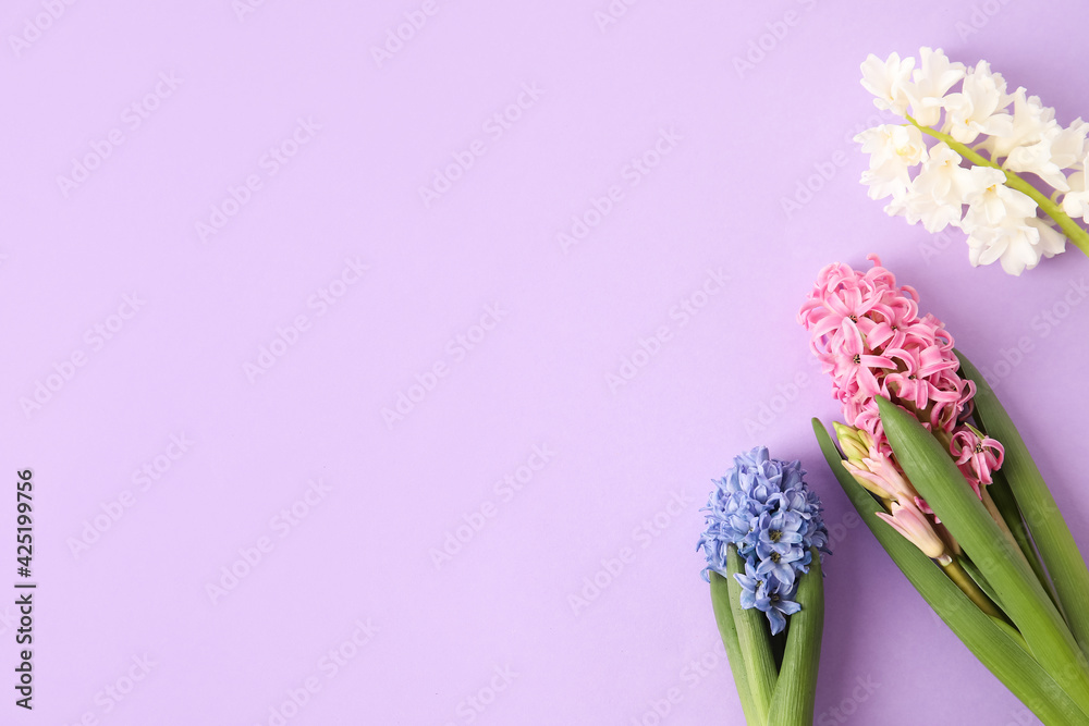 Obraz premium Colorful hyacinth flowers on purple background, springtime floral arrangement, fresh blooms for seasonal celebrations