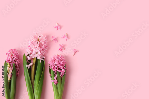 Foto Beautiful blooming hyacinth plants on color background