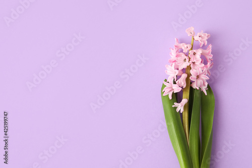 Beautiful blooming hyacinth plant on color background