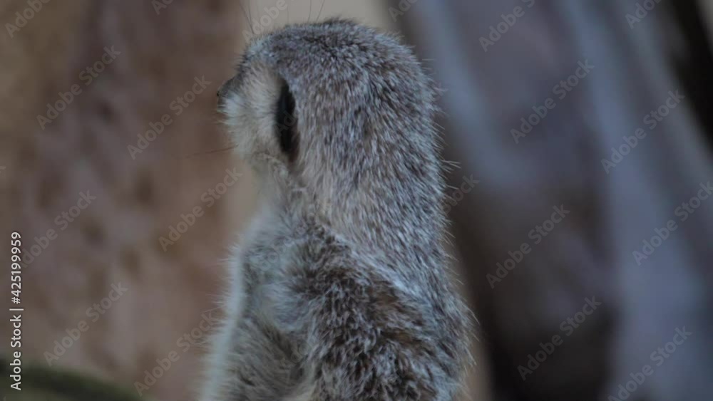 meerkat suricate wildlife