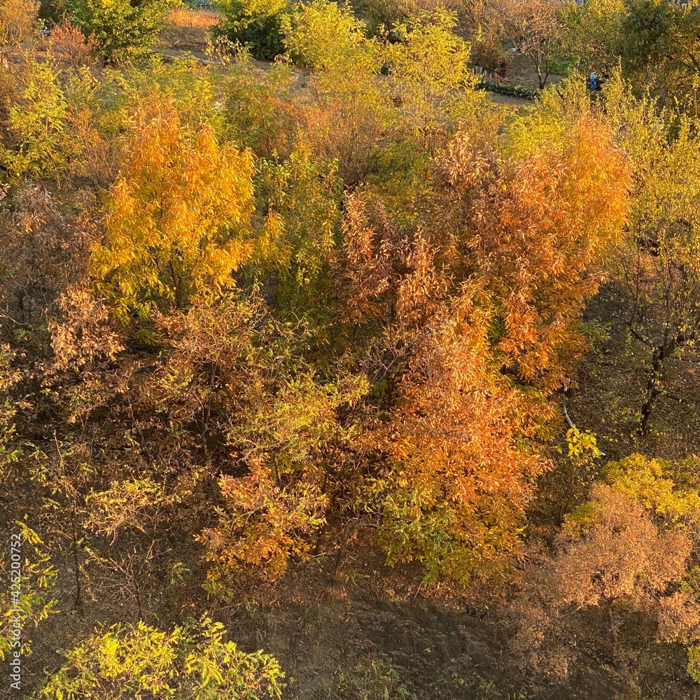 Autumn, fall foliage, beautiful autumn foliage, yellow foliage, autumn foliage, beautiful nature