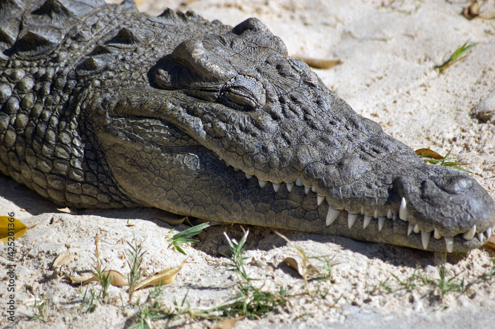 Fototapeta premium Sleeping Crocodile