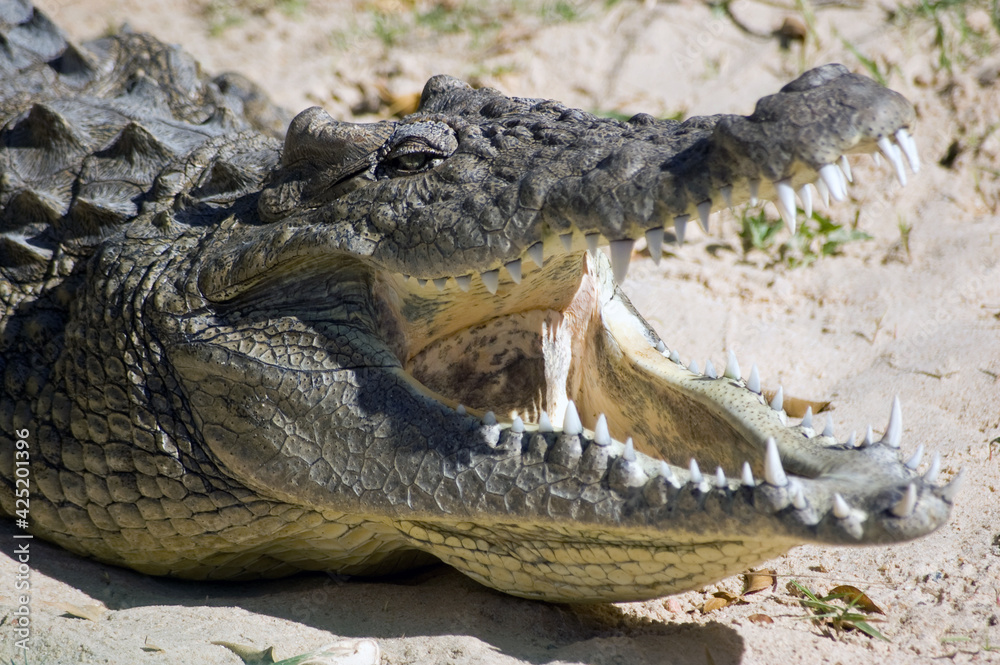 Obraz premium Crocodile mouth