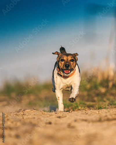 Fototapeta Naklejka Na Ścianę i Meble -  Young handsome jack russell terrier is running fast along the field road.