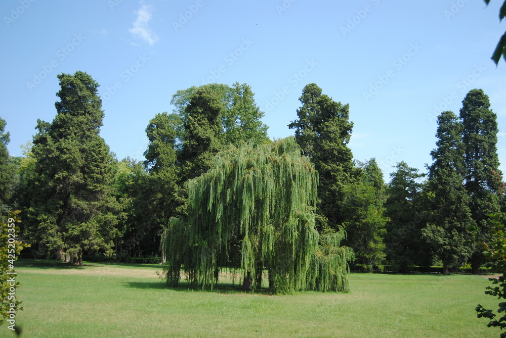willow and trees in the park
