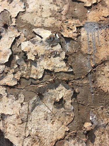 bark of a tree