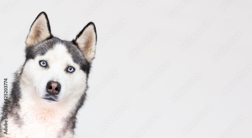 Portrait of young beautiful funny husky dog sitting on white isolated background. Smiling face of domestic pure bred dog with pointy ears. Close up, copy space.