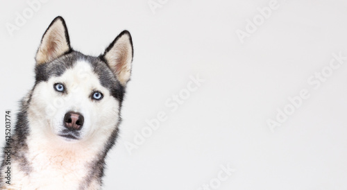 Portrait of young beautiful funny husky dog sitting on white isolated background. Smiling face of domestic pure bred dog with pointy ears. Close up, copy space.