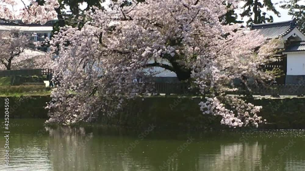 小田原城の花びらが舞う満開の桜の木