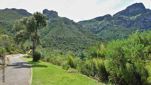 A walking path winds through the park. Nearby, a tree grows on the lawn. Ahead is a picturesque green mountain range. Botanical Gardens in Cape Town. South Africa
