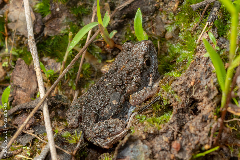 Montane toadlet (Uperoleia altissima) a small species of frog endemic to Far North Queensland. Ravenshoe, Queensland, Australia Montane toadlet (Uperoleia altissima) a small species of frog endemic to Far North Queensland. Ravenshoe, Queensland, Australia