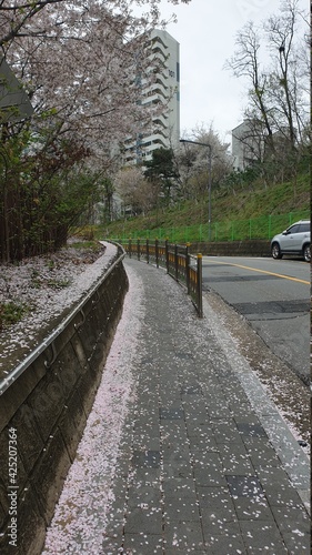 road in the city with cherryblossom fell