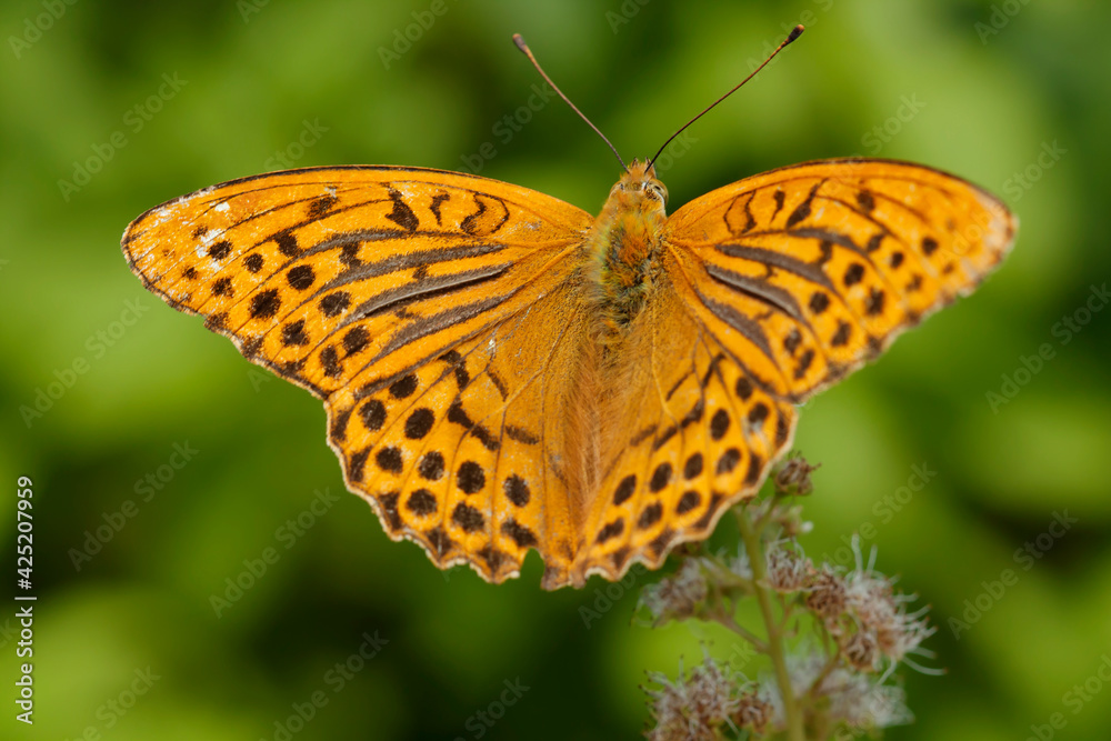 Forest yellow butterfly (Latin: Argynnis paphia).
The butterfly size is 35 mm. Day butterfly. Forest yellow butterfly (Latin: Argynnis paphia).
The butterfly size is 35 mm. Day butterfly.