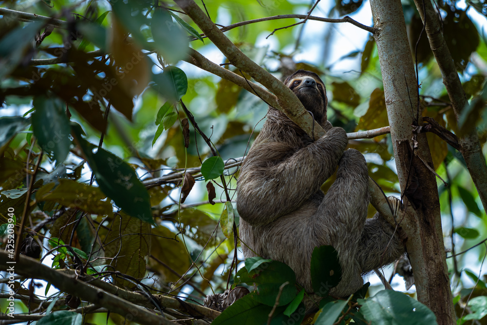 Closeup view of a beautiful Sloth in Costa Rica in its natural habitat Closeup view of a beautiful Sloth in Costa Rica in its natural habitat