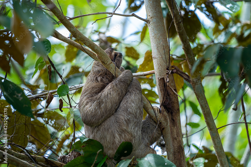 Fototapeta premium Closeup view of a beautiful Sloth in Costa Rica in its natural habitat